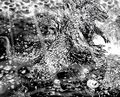 Thumbnail for version as of 02:34, 21 May 2020