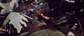 Thumbnail for version as of 23:32, 5 July 2016