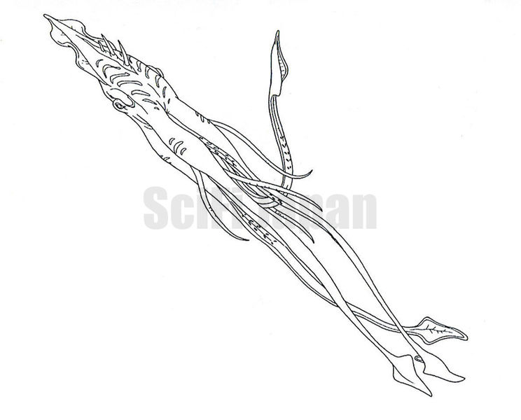 File:Giant Squid.jpg
