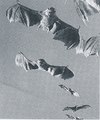 Thumbnail for version as of 03:57, 7 January 2019