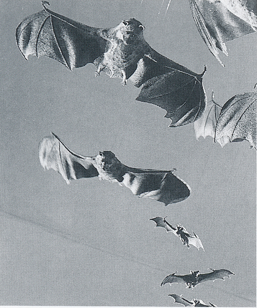 File:Space Amoeba - Sergio Island bats.png