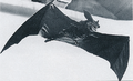 Thumbnail for version as of 04:09, 7 January 2019