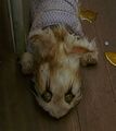 Thumbnail for version as of 05:01, 23 October 2021