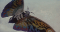 Thumbnail for version as of 02:26, 26 February 2019