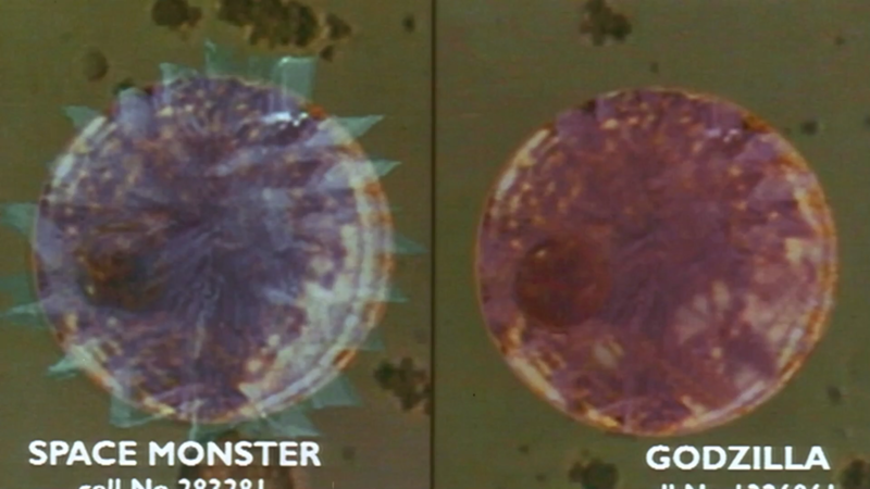 File:GVSG - G cells compared to SupeGoji cells.png