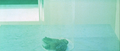 Thumbnail for version as of 20:34, 19 May 2017