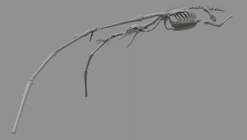 File:Rodan kotm pro 06.jpeg