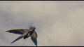 Thumbnail for version as of 02:09, 26 February 2019
