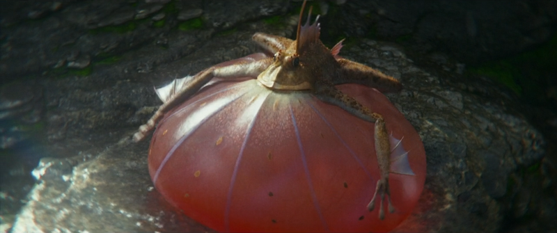 File:GxK - Parrot Frog inflated.png