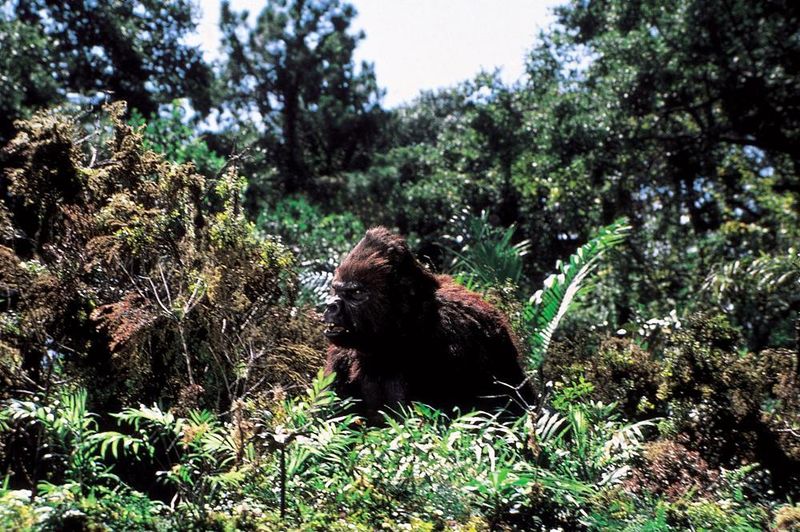 File:King-Kong-Lives-March-2020-01.jpg