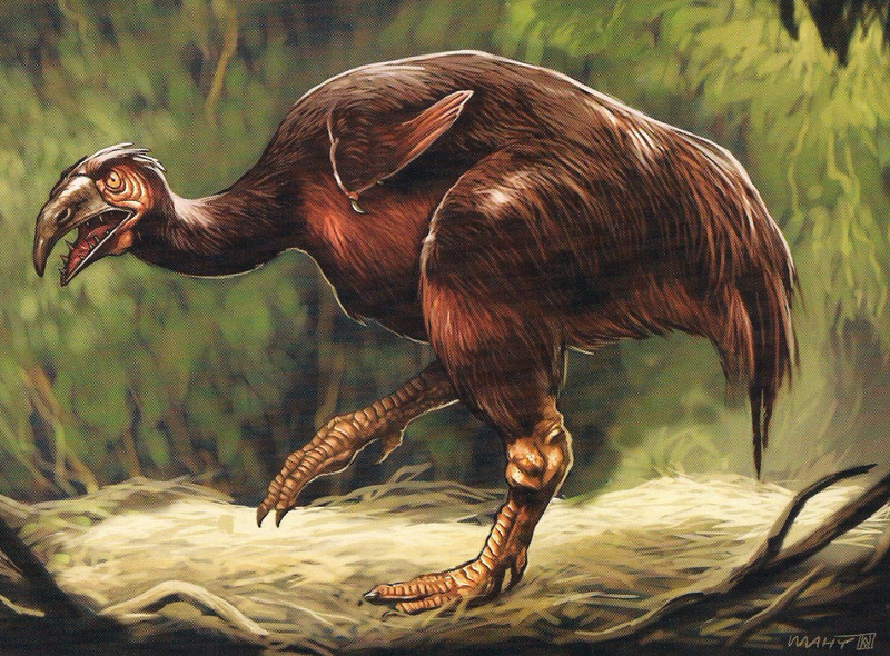 File:Noctupervagus.png