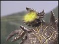 Thumbnail for version as of 04:37, 3 August 2016