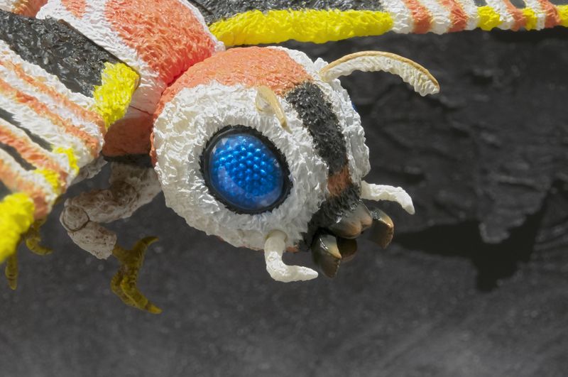 File:Moth01.jpeg