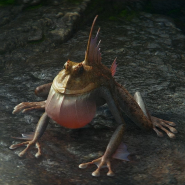 File:Parrot Frog cropped.png
