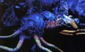 Thumbnail for version as of 22:49, 5 July 2016