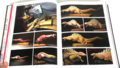 Thumbnail for version as of 02:36, 23 December 2024