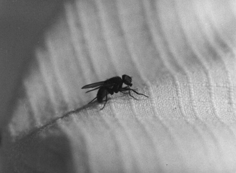 File:850 cropped 02 invisible man appears vs human fly blu-ray blu-ray blu-ray .jpg