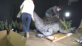 Thumbnail for version as of 20:41, 28 October 2024