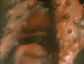 Thumbnail for version as of 23:04, 25 September 2024