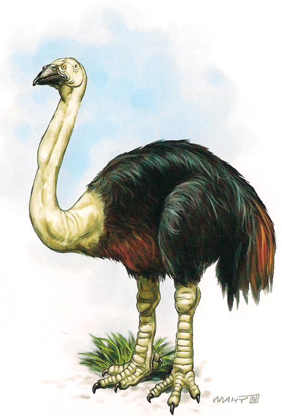 File:Pinnatono.png