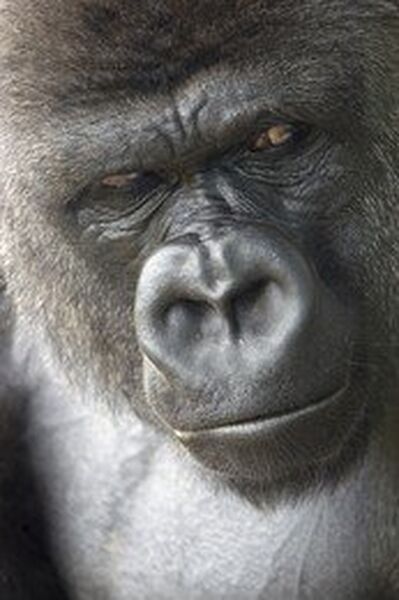 File:Kong Mark II Billy.jpg