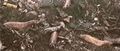 Thumbnail for version as of 05:42, 11 December 2023