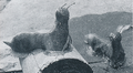 Thumbnail for version as of 04:09, 7 January 2019