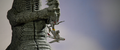 Thumbnail for version as of 01:31, 22 August 2020