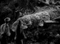 Thumbnail for version as of 19:22, 23 July 2016