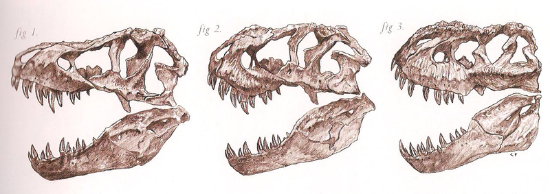 File:T rex to V rex skulls.png