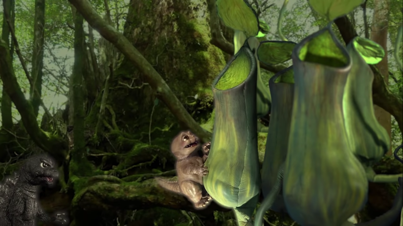 File:Giant pitcher plants.png