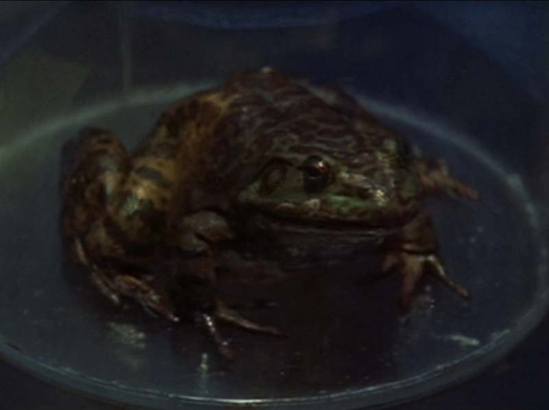 File:H-Man Frog.png