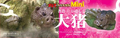 Thumbnail for version as of 02:33, 2 January 2019