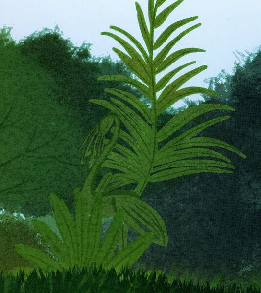 File:Fernbird001.jpg