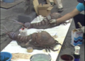 Thumbnail for version as of 03:27, 12 January 2025