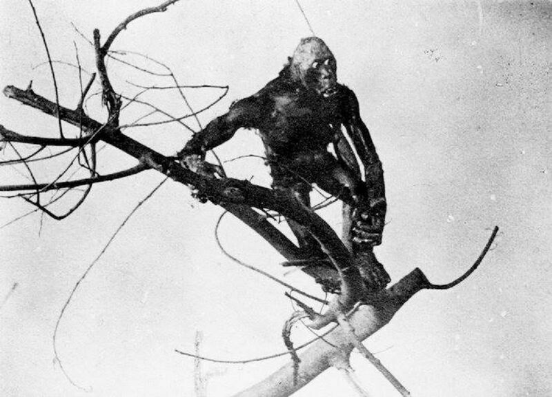 File:Wildwillie.jpg
