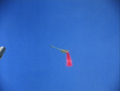 Thumbnail for version as of 11:03, 4 March 2017