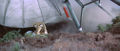 Thumbnail for version as of 01:09, 8 April 2017