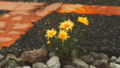Thumbnail for version as of 18:43, 3 November 2021