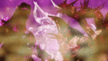 Thumbnail for version as of 05:03, 24 December 2022