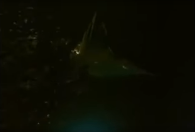 File:Star ppl movie 15.png