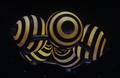 Thumbnail for version as of 15:37, 12 September 2024
