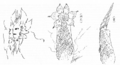 Thumbnail for version as of 22:36, 5 July 2016