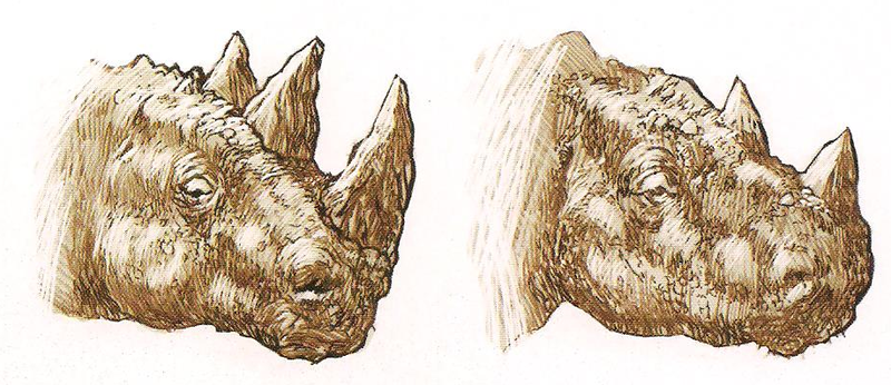File:Diablosaurus head.png