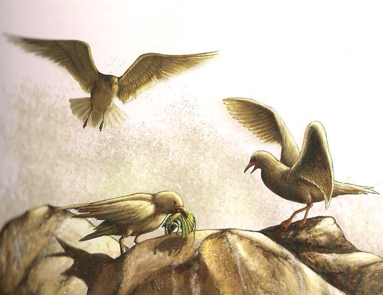 File:Seagulls.png
