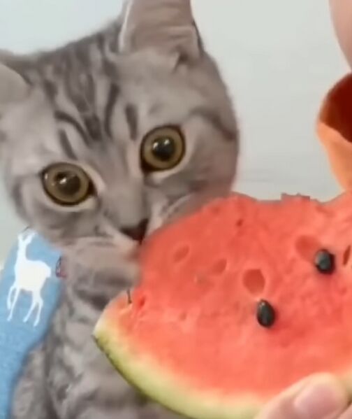 File:Kitty kat .jpeg