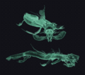 Thumbnail for version as of 22:32, 25 October 2024