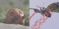 Thumbnail for version as of 19:06, 23 July 2016
