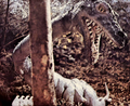Thumbnail for version as of 20:37, 13 December 2021
