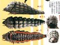 Thumbnail for version as of 13:59, 8 October 2020
